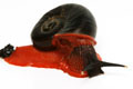 Platymma tweediei Malaysia semiadult